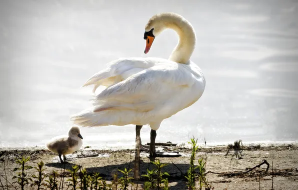 Picture birds, Swan, chick