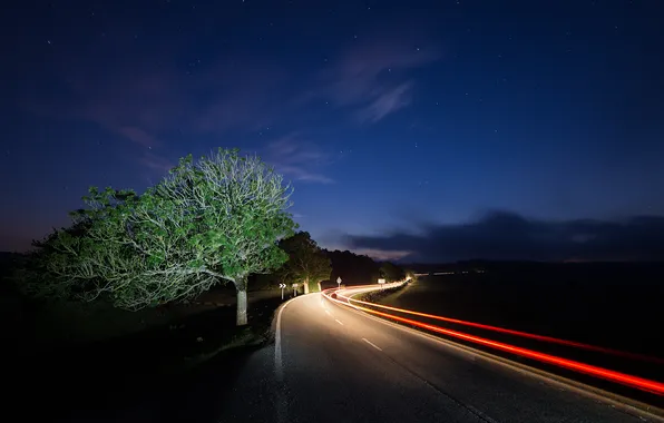 Road, night, lights, tree