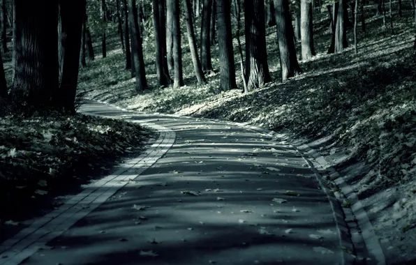 Road, autumn, forest