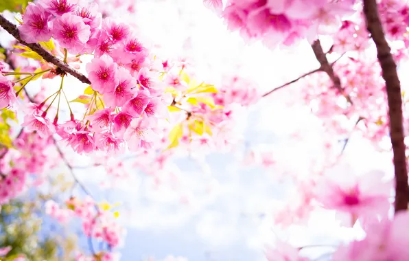 Flowers, spring, petals, Sakura, flowering