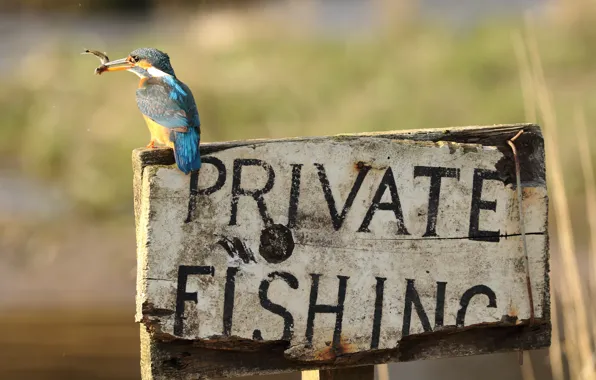 Letters, background, the inscription, bird, plate, fishing, fish, fish