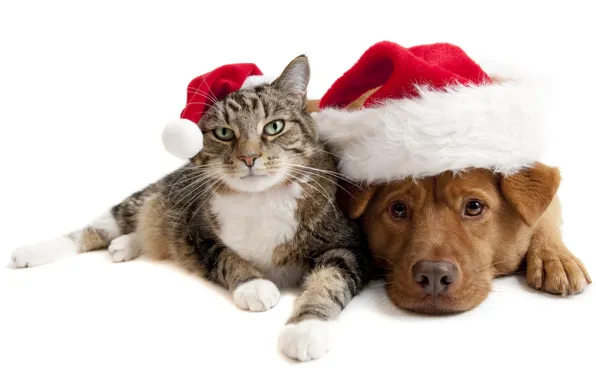 Picture holiday, Cat, friendship, Dog, hats