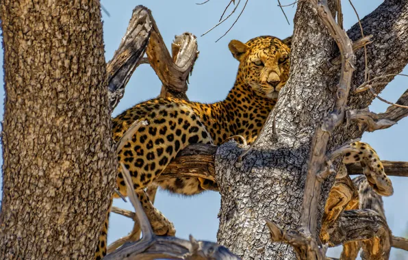 Look, light, branches, pose, tree, leopard, lies