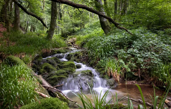 Greens, Grass, Forest, Stream
