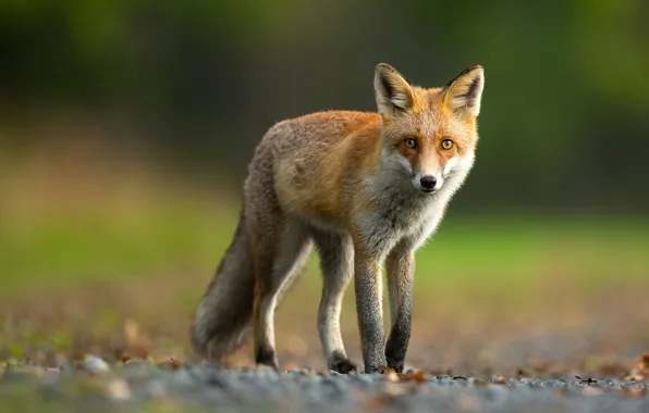 Picture look, leaves, nature, green, background, paws, Fox, red