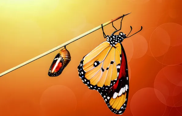 Macro, butterfly, insects, butterfly, stem, orange background, doll