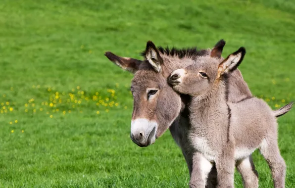 Picture France, foal, Normandy, donkey, donkey