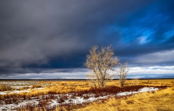 Field, autumn, snow, trees