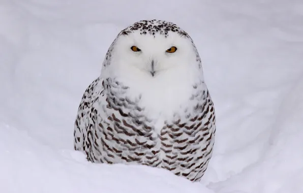 Color, black and white, tail, snowy owl, bird of prey