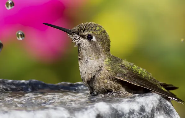 Picture water, drops, macro, bird, Hummingbird