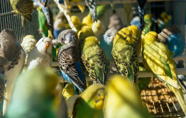 Birds, parrot, parrots, budgerigars, bokeh