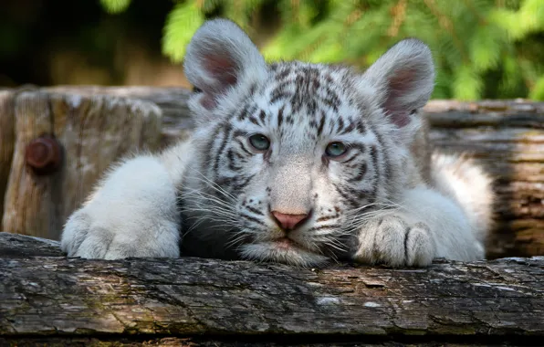 Picture white, look, tiger, portrait, lies, log, face, tiger