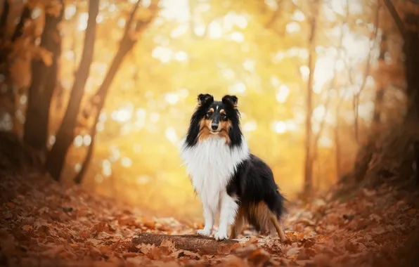 Autumn, forest, look, light, trees, branches, nature, pose