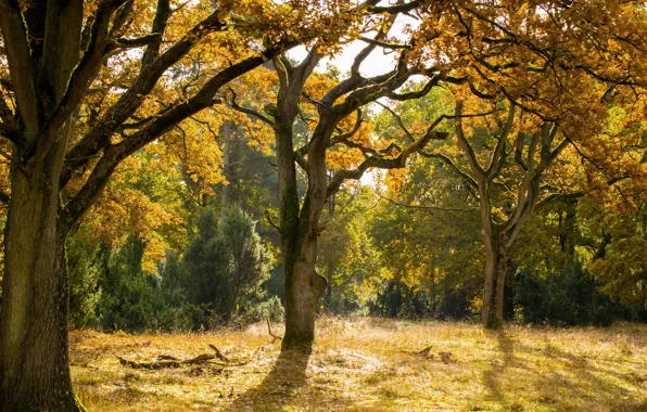 Picture forest, Autumn, fall