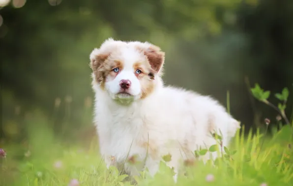 Dog, puppy, Australian shepherd, Aussie