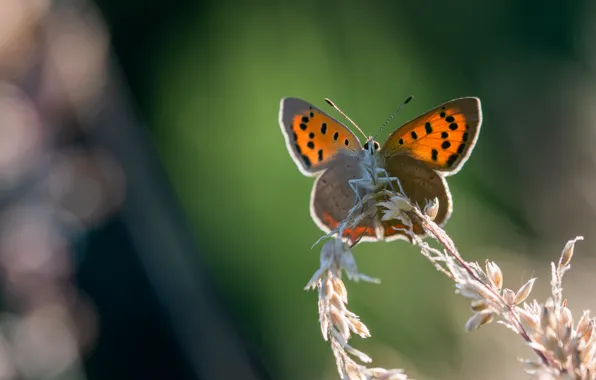 Picture macro, orange, background, butterfly, insect, stems, bokeh