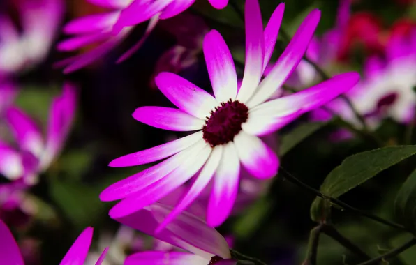 Picture flowers, bright, Cineraria, Ragwort