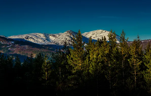 Forest, the sky, trees, mountains