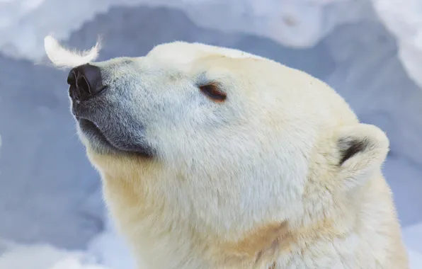 Picture pen, polar bear, polar bear, Ursus maritimus, feather, Anton Belovodchenko