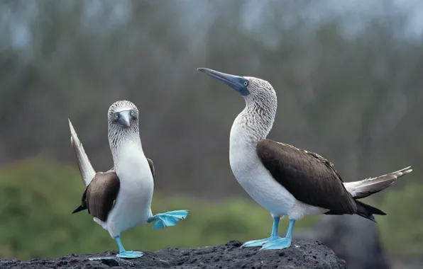 Animals, blue, birds, blue-footed booby