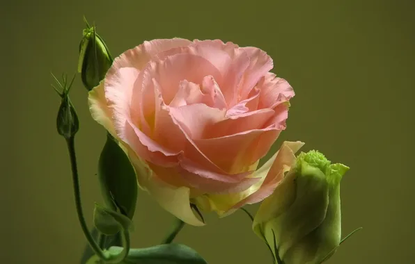 Macro, background, pink, buds, Eustoma