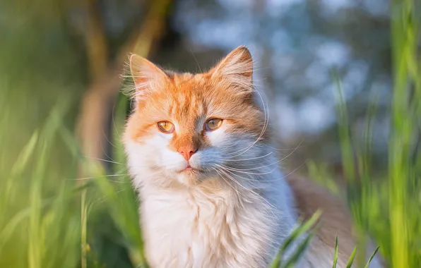Cat, grass, cat, look, light, pose, kitty, portrait