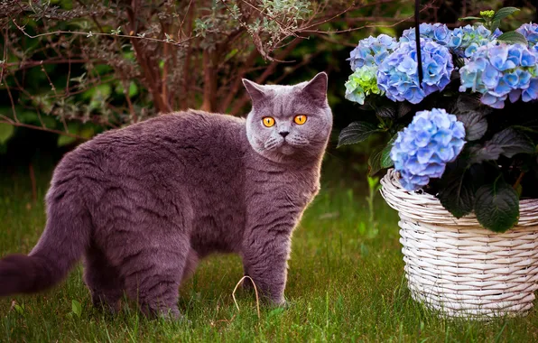 Cat, summer, grass, cat, look, flowers, branches, grey