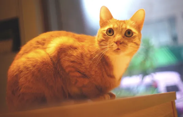 Picture cat, cat, look, face, table, window, red, sitting