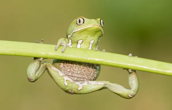 Pose, frog, stem, charging, athlete, green background, the horizontal bar