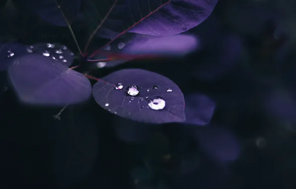 Summer, sheet, rain, dark, drop, pearl, dobraatebe