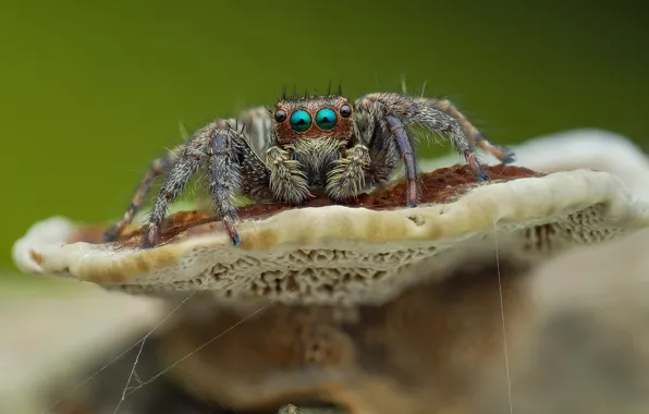 Eyes, macro, background, mushroom, spider, jumper, jumper, spider