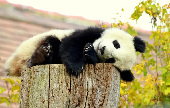 Autumn, foliage, stump, sleep, bear, Panda, sleeping, lies