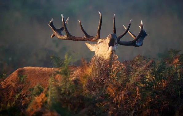 Deer, horns, fern