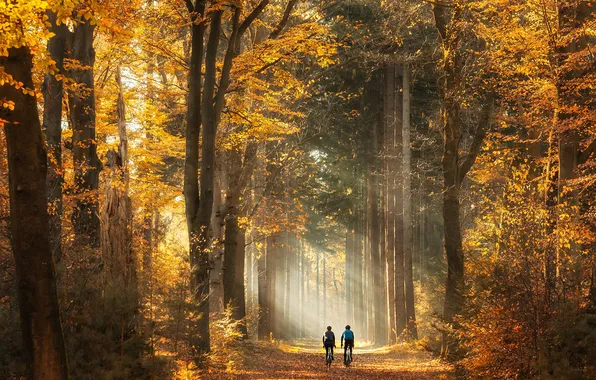 Road, autumn, forest, rays, light, trees, branches, nature