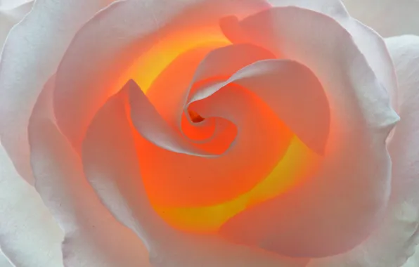 Macro, flowers, roses