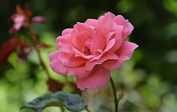 Picture Flower, Pink rose, Pink rose