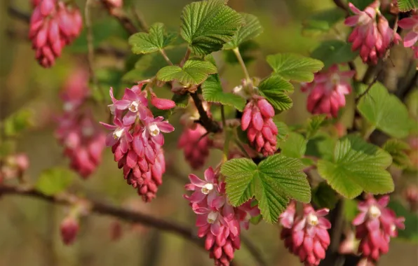 Branches, Bush, flowering, flowers, Currant blood-red