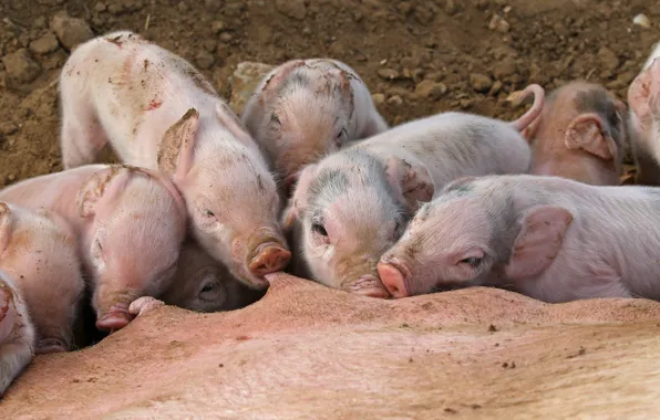 Background, pig, pigs