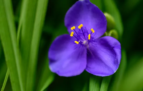 Macro, petals, Tradescantia