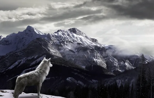 Snow, mountains, fog, Wolf