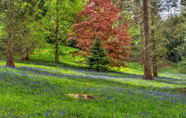 Forest, grass, trees, flowers, glade, England, slope, hdr