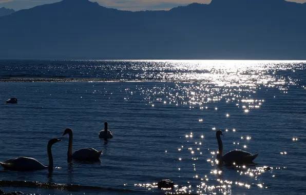 Picture lake, the evening, swans