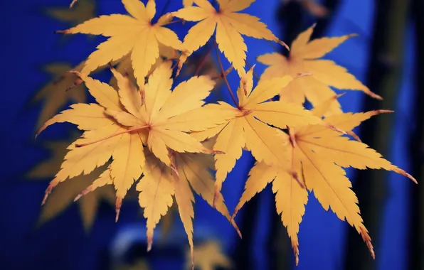 Autumn, leaves, nature