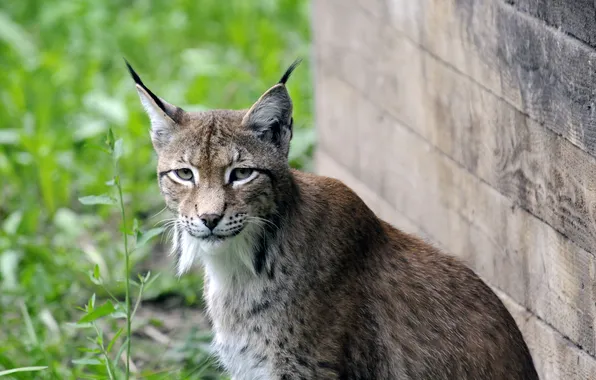 Cat, look, face, lynx
