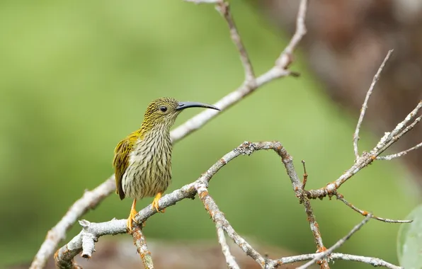 Picture branches, background, bird, beak