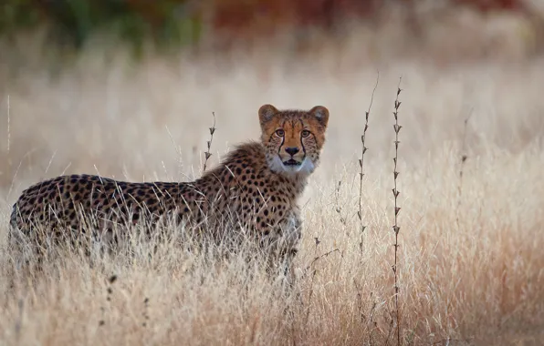 Picture field, look, Cheetah, walk, light background