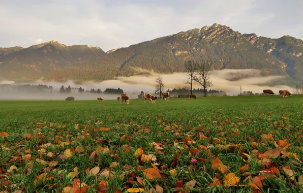 Field, autumn, forest, grass, leaves, trees, mountains, fog
