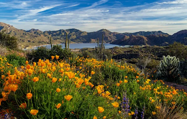 Summer, flowers, mountains, lake, blue, meadow, orange, escholzia