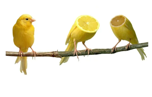 Picture Lemon, Branch, strange, Canaries