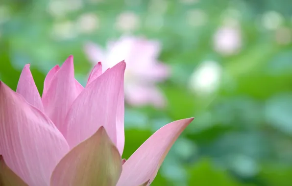 Picture macro, nature, petals, Lotus